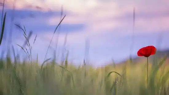 Instant Serenity: 4-Minute Meditations